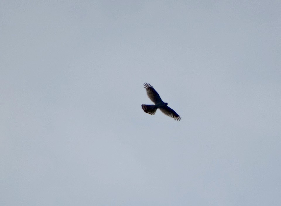 Welke roofvogel is dit?